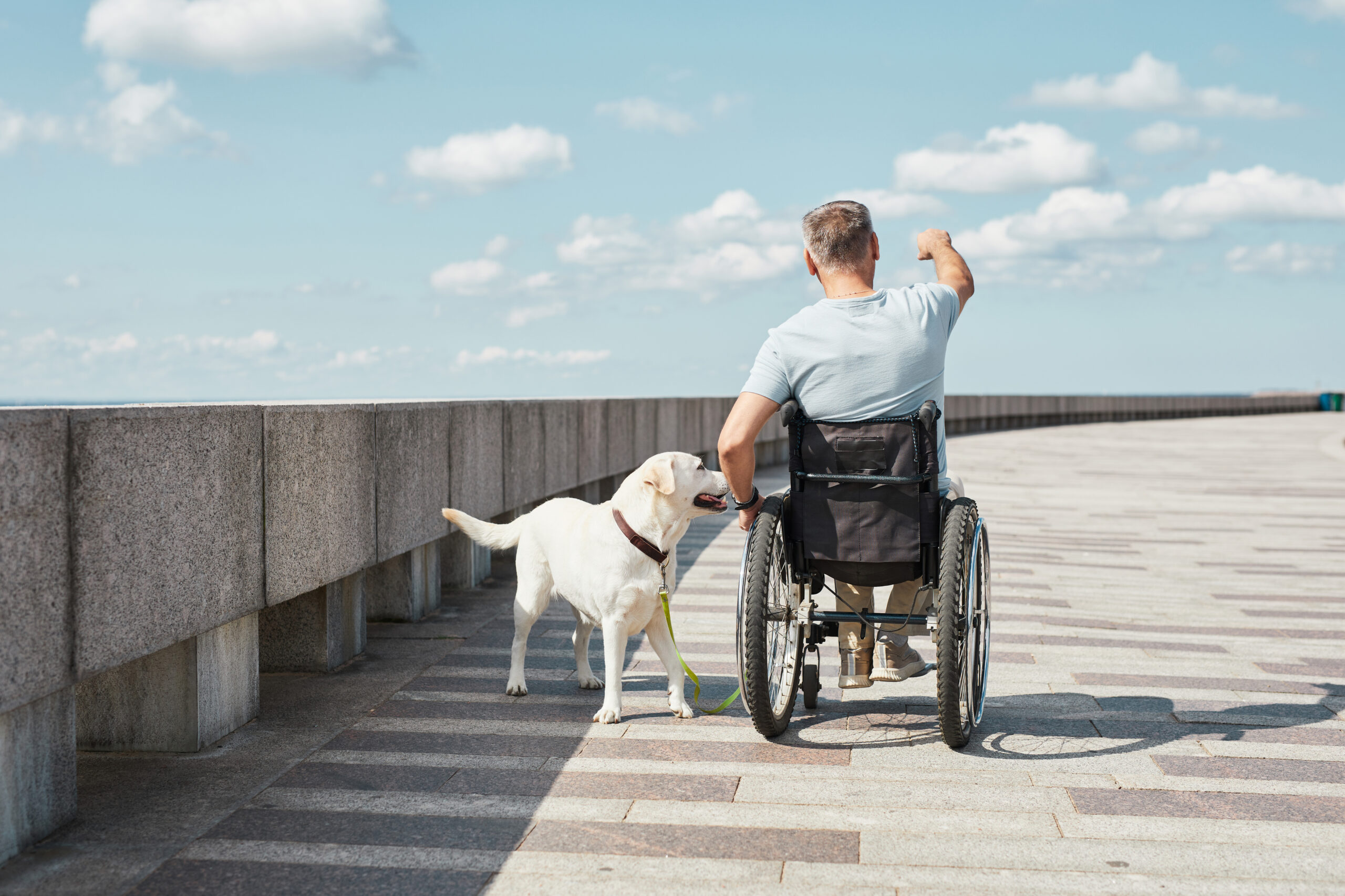 Back view portrait of an adult man in a wheelchair enjoying the outdoors with a white dog